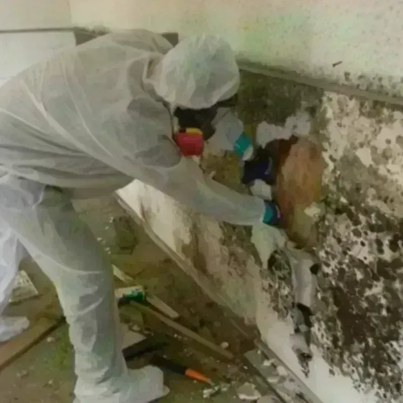 Mold Remediation and Removal in Lewistown, MT